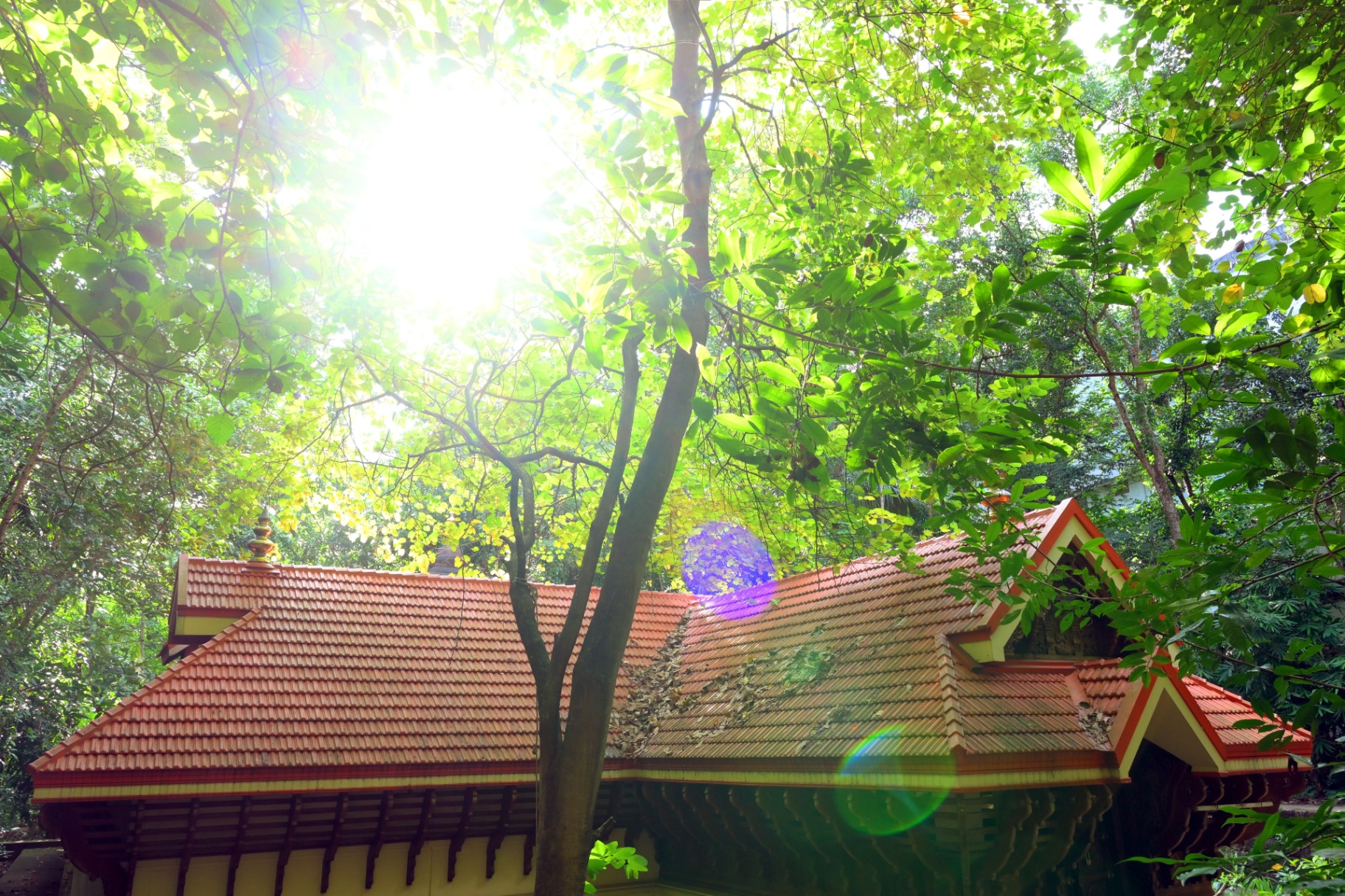 Green campus 4